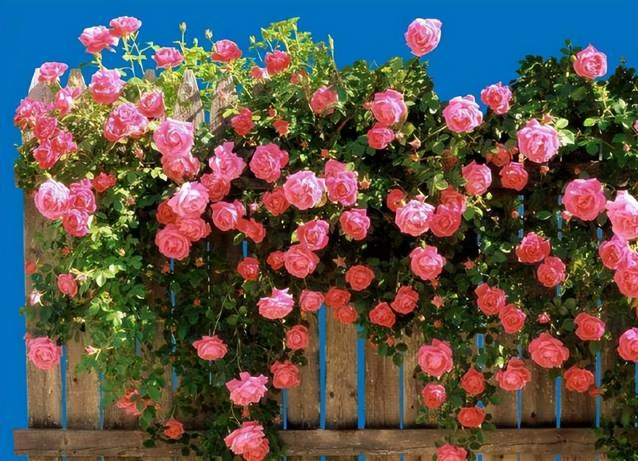 Climbing vine rose Climbing vine rose