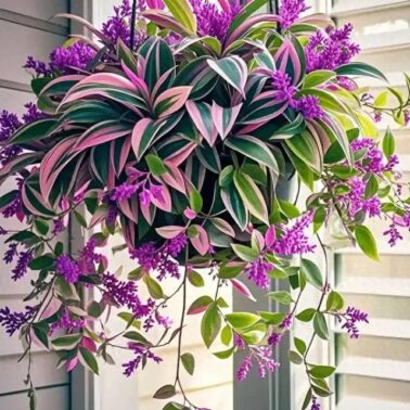 Tradescantia cerinthoides 'Nanouk' 油画婚礼吊兰