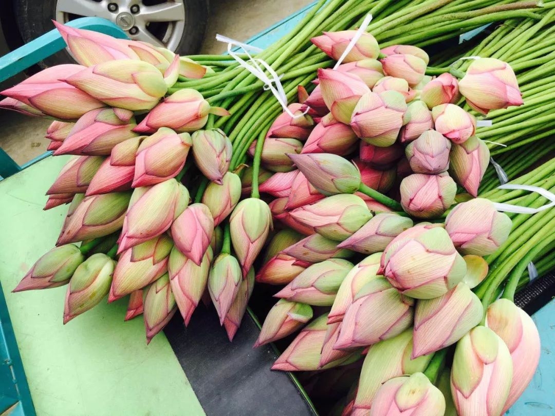 Fresh-cut-lotus - Image 18