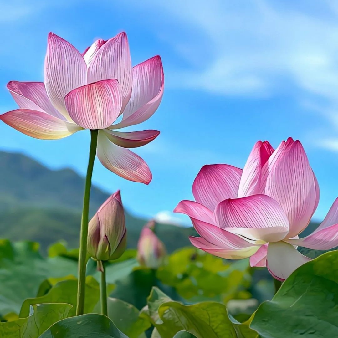 Fresh-cut-lotus - Image 19