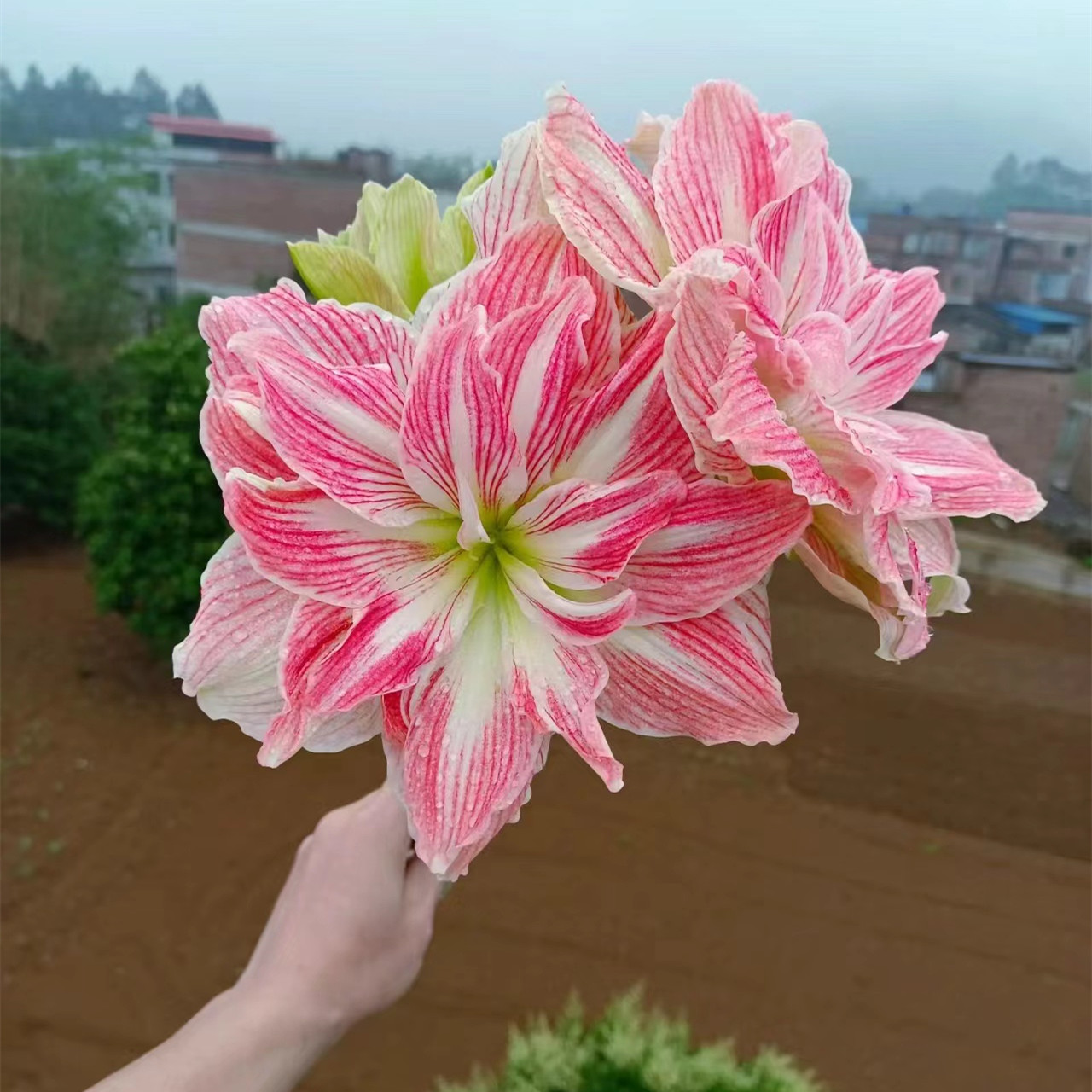 Summer Care Guide for Hippeastrum! Super Easy to Keep Them Plump, White and Blooming Abundantly~