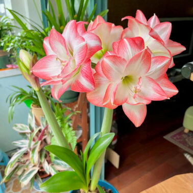 Amaryllis朱顶红