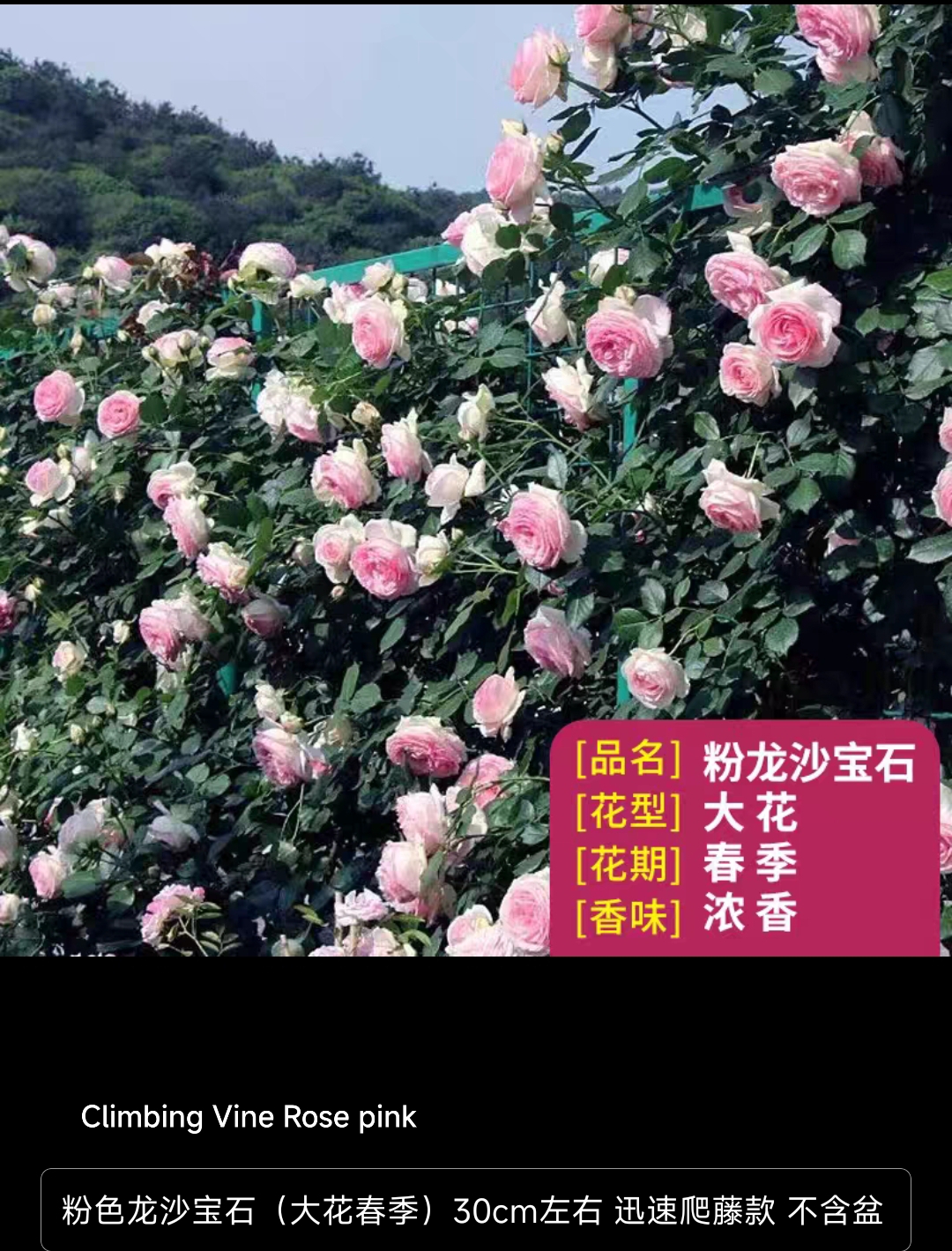 Climbing vine rose - Image 19