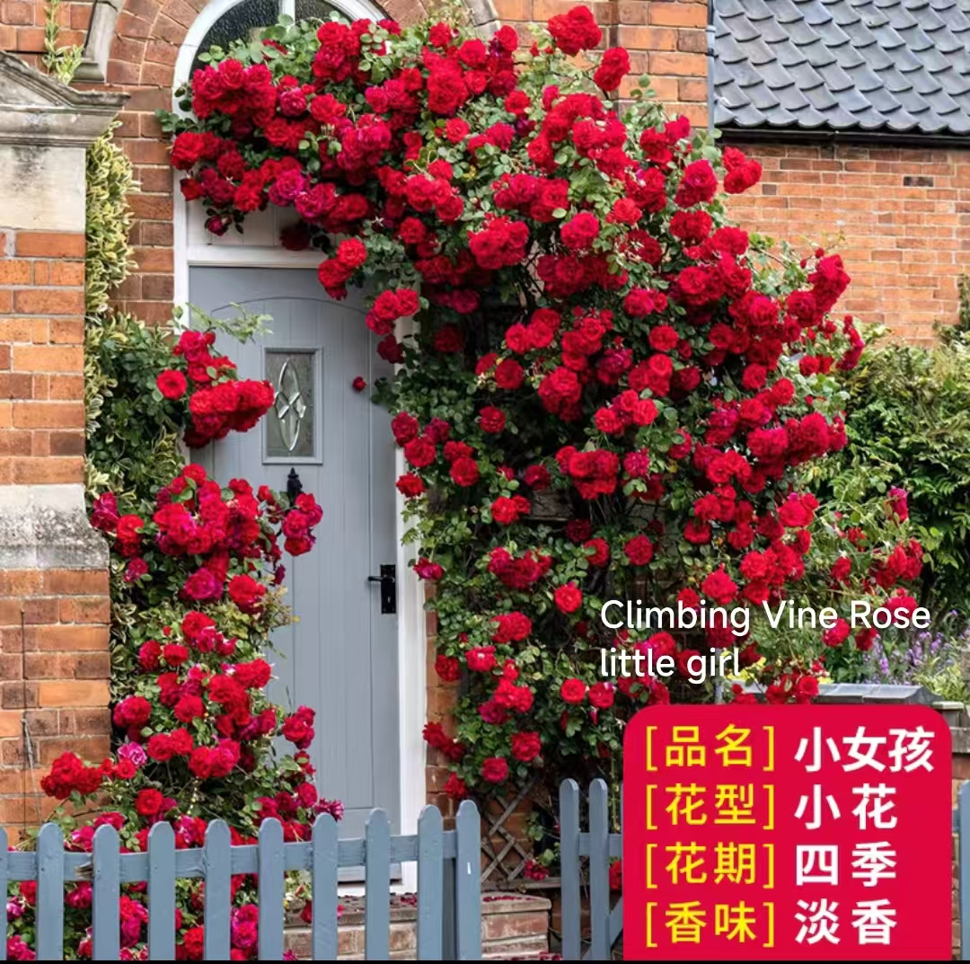 Climbing vine rose - Image 10