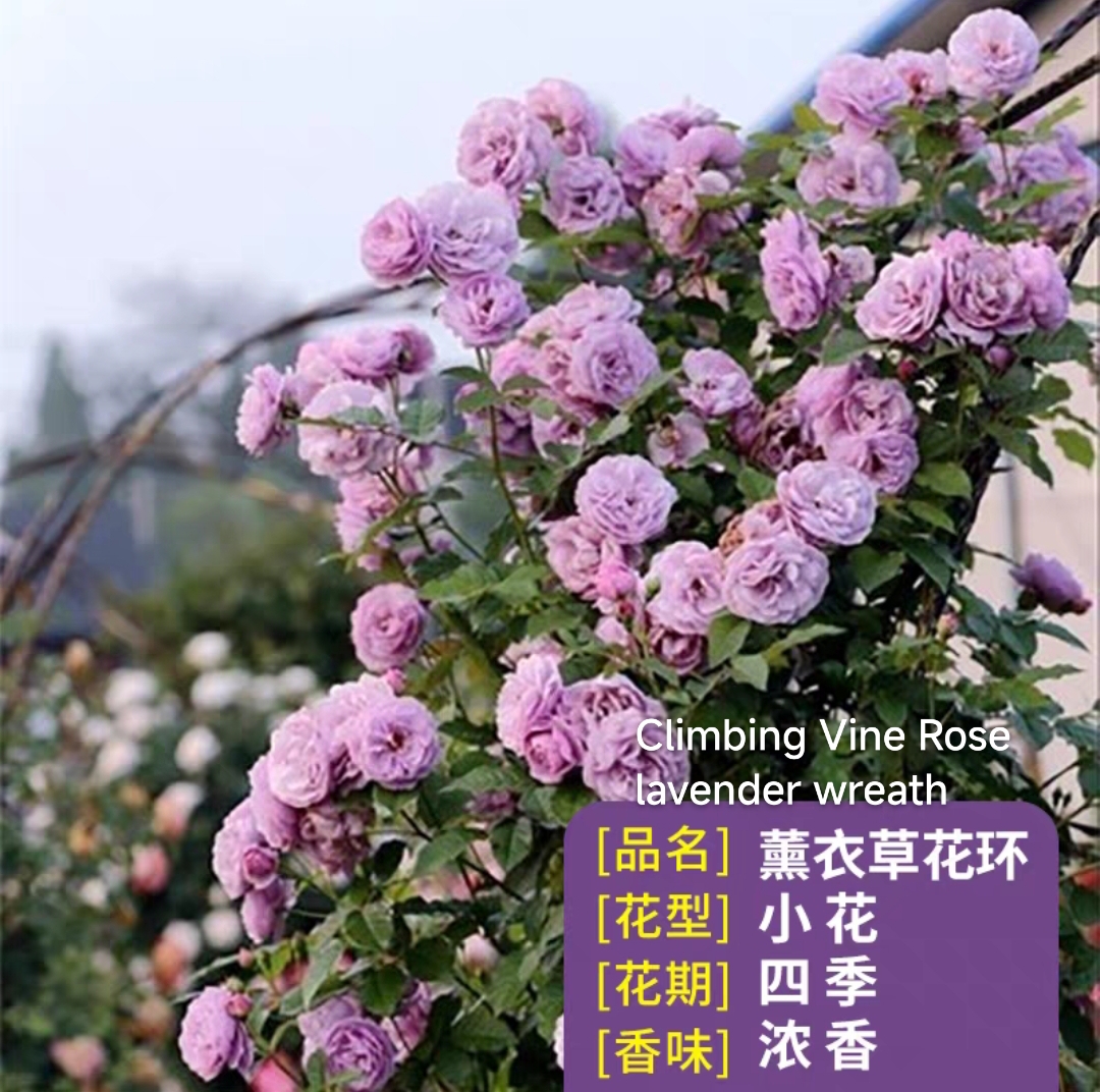 Climbing vine rose - Image 9