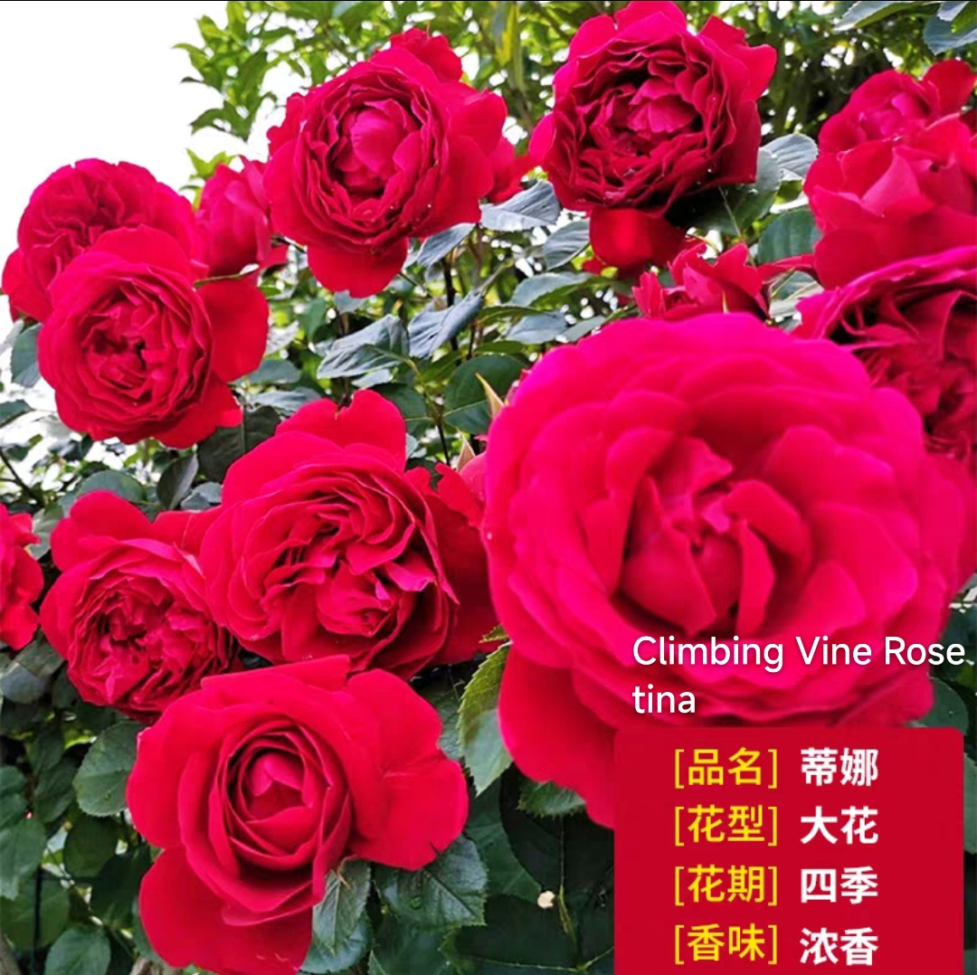 Climbing vine rose - Image 8