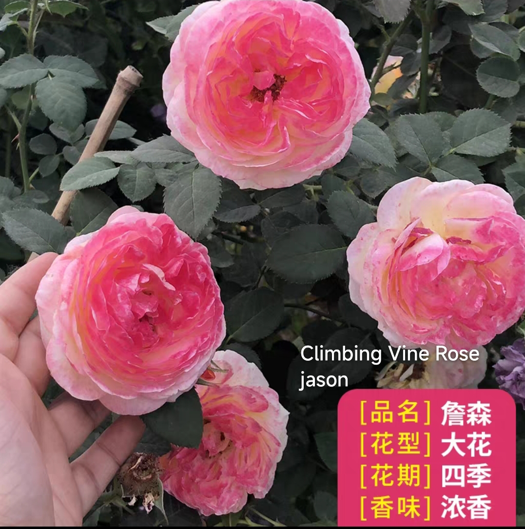 Climbing vine rose - Image 7