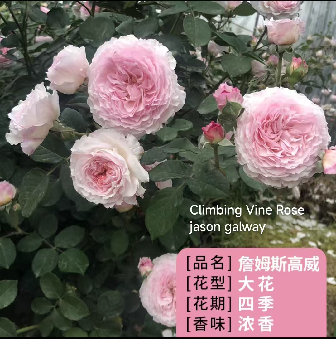 Climbing vine rose - Image 6