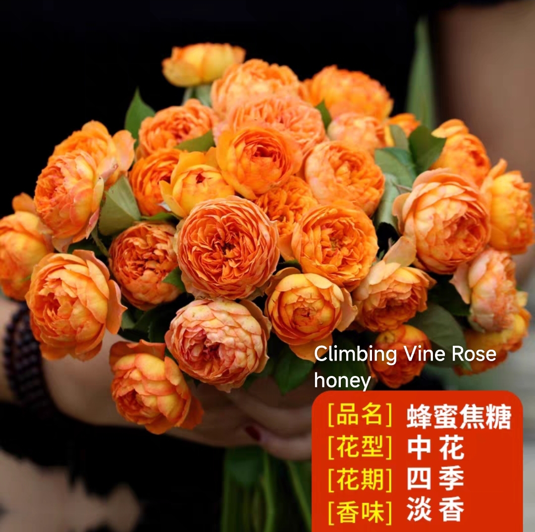 Climbing vine rose - Image 5