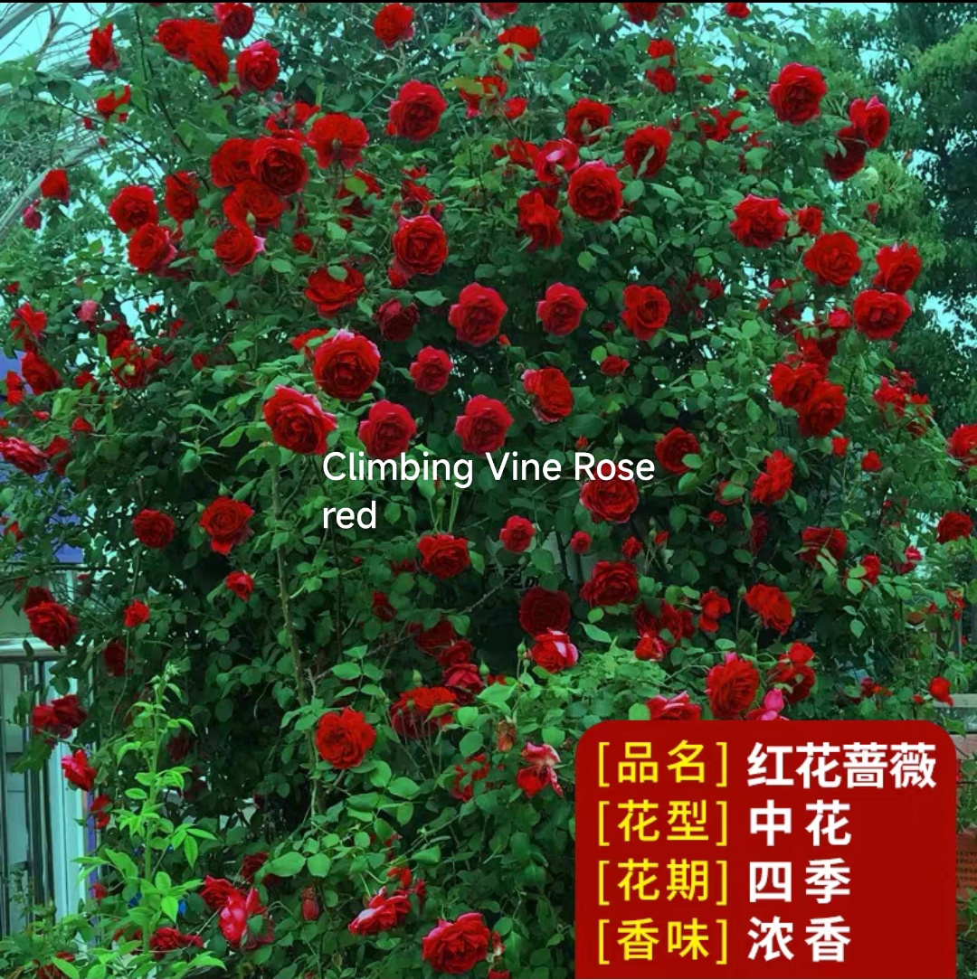 Climbing vine rose - Image 4