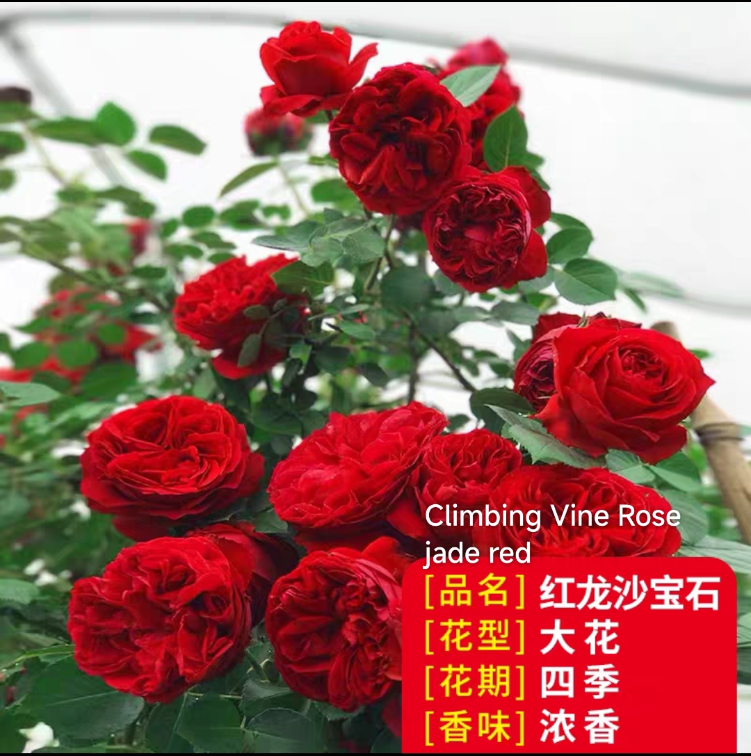 Climbing vine rose - Image 3