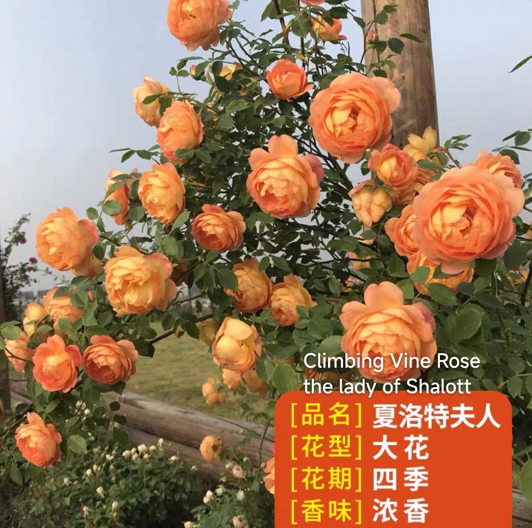 Climbing vine rose - Image 18