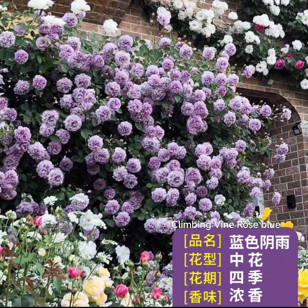 Climbing vine rose - Image 17