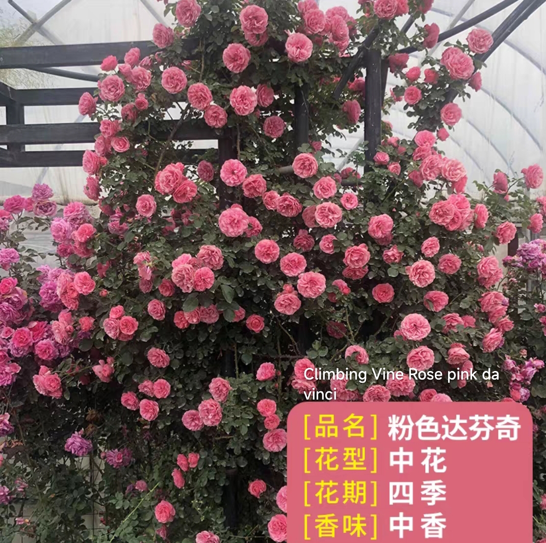 Climbing vine rose - Image 16