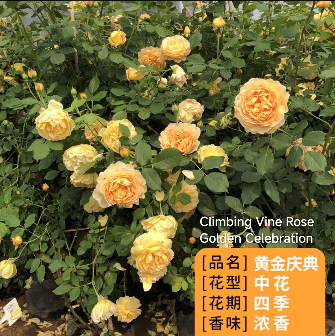 Climbing vine rose - Image 15