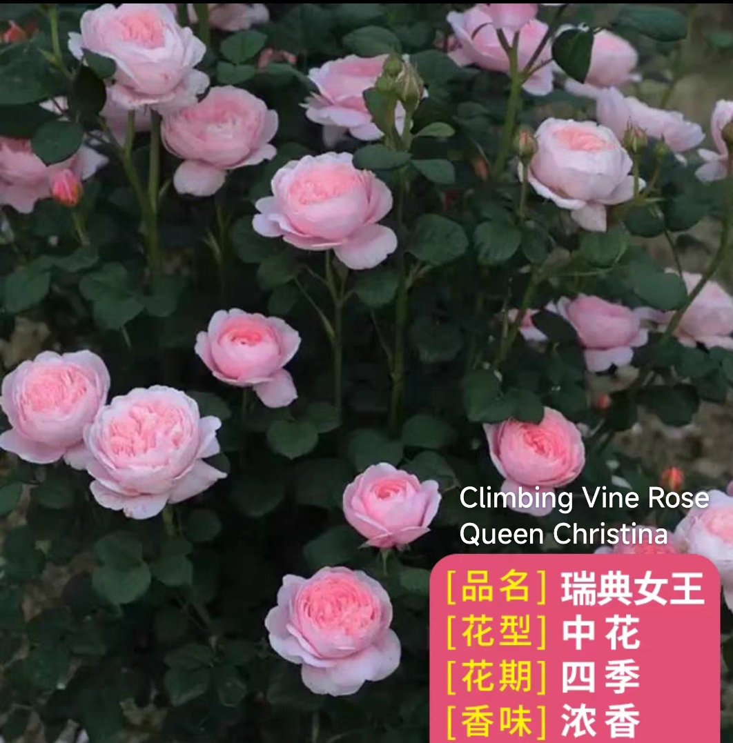 Climbing vine rose - Image 14