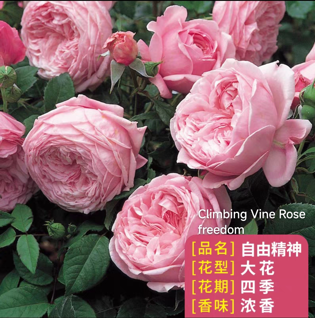 Climbing vine rose - Image 13