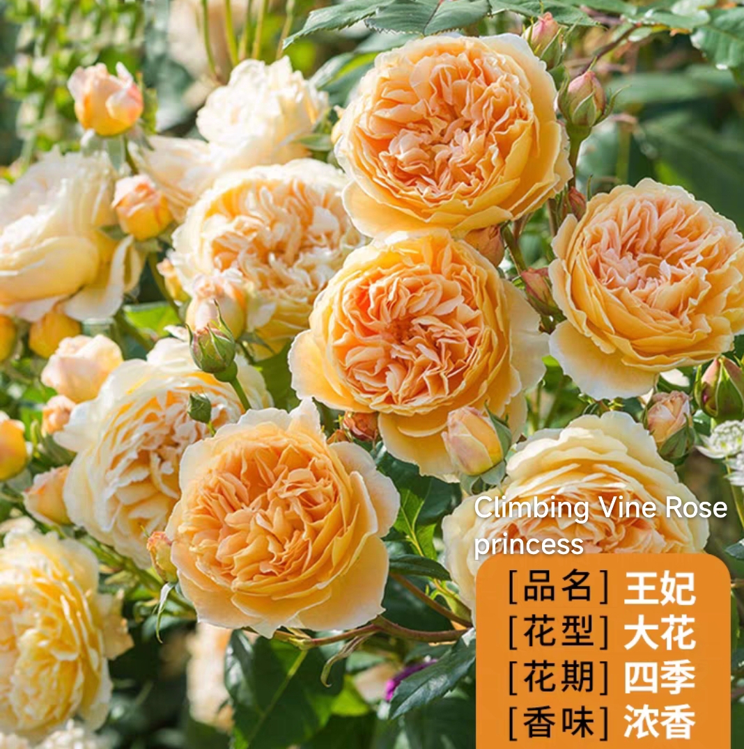 Climbing vine rose - Image 12