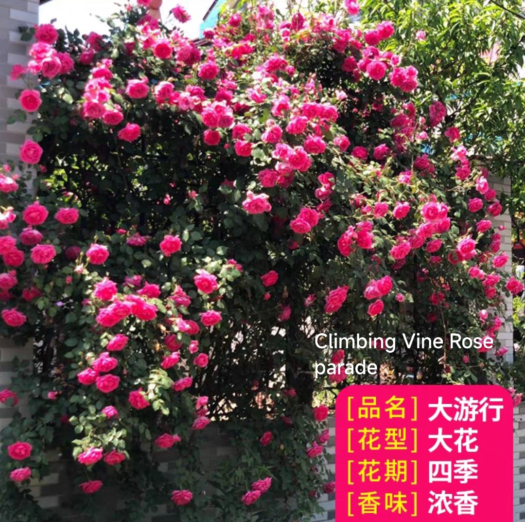 Climbing vine rose - Image 11