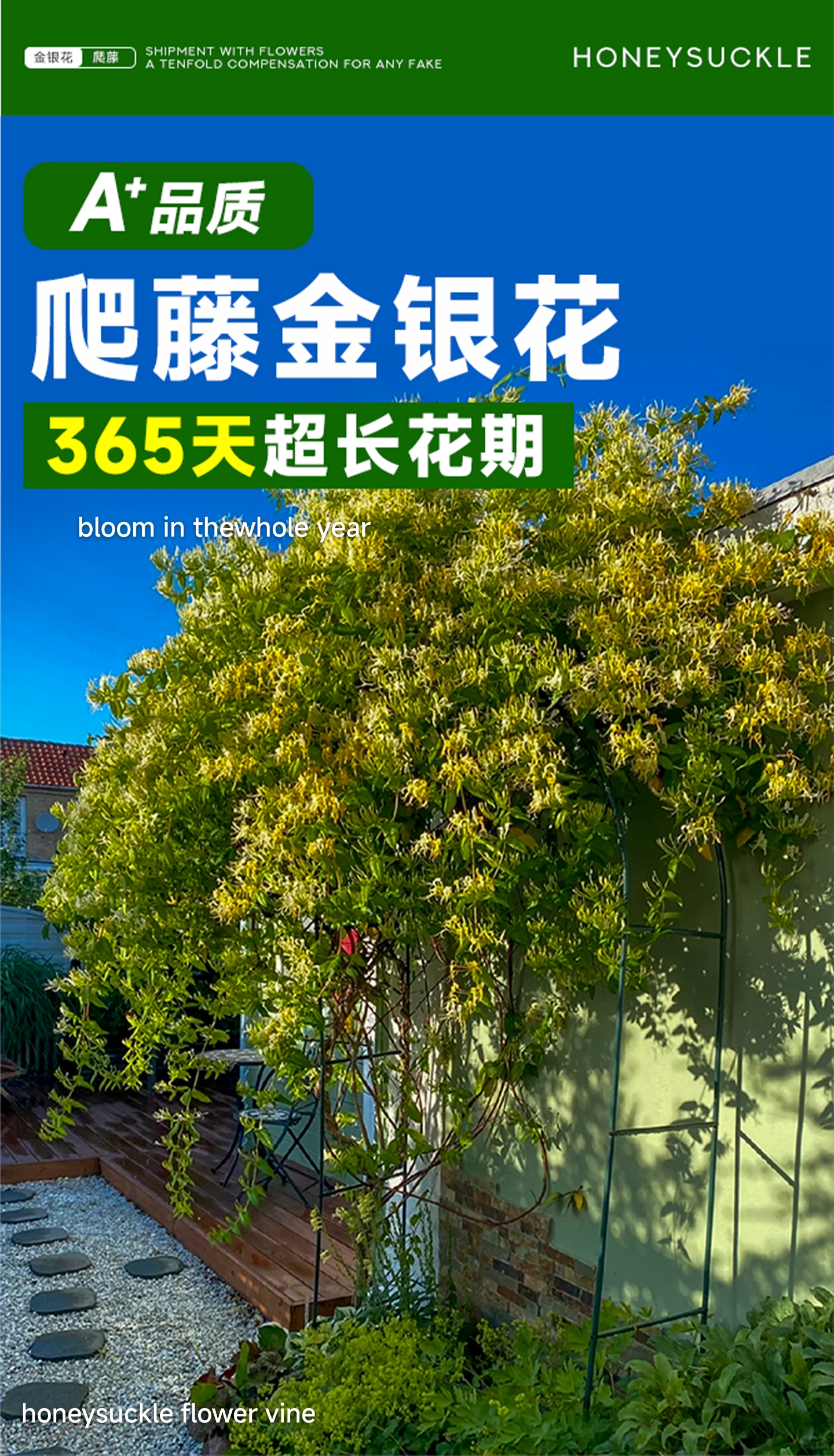 Honeysuckly flower vine