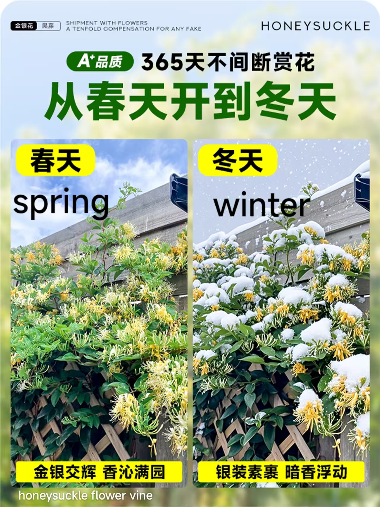 Honeysuckly flower vine - Image 7