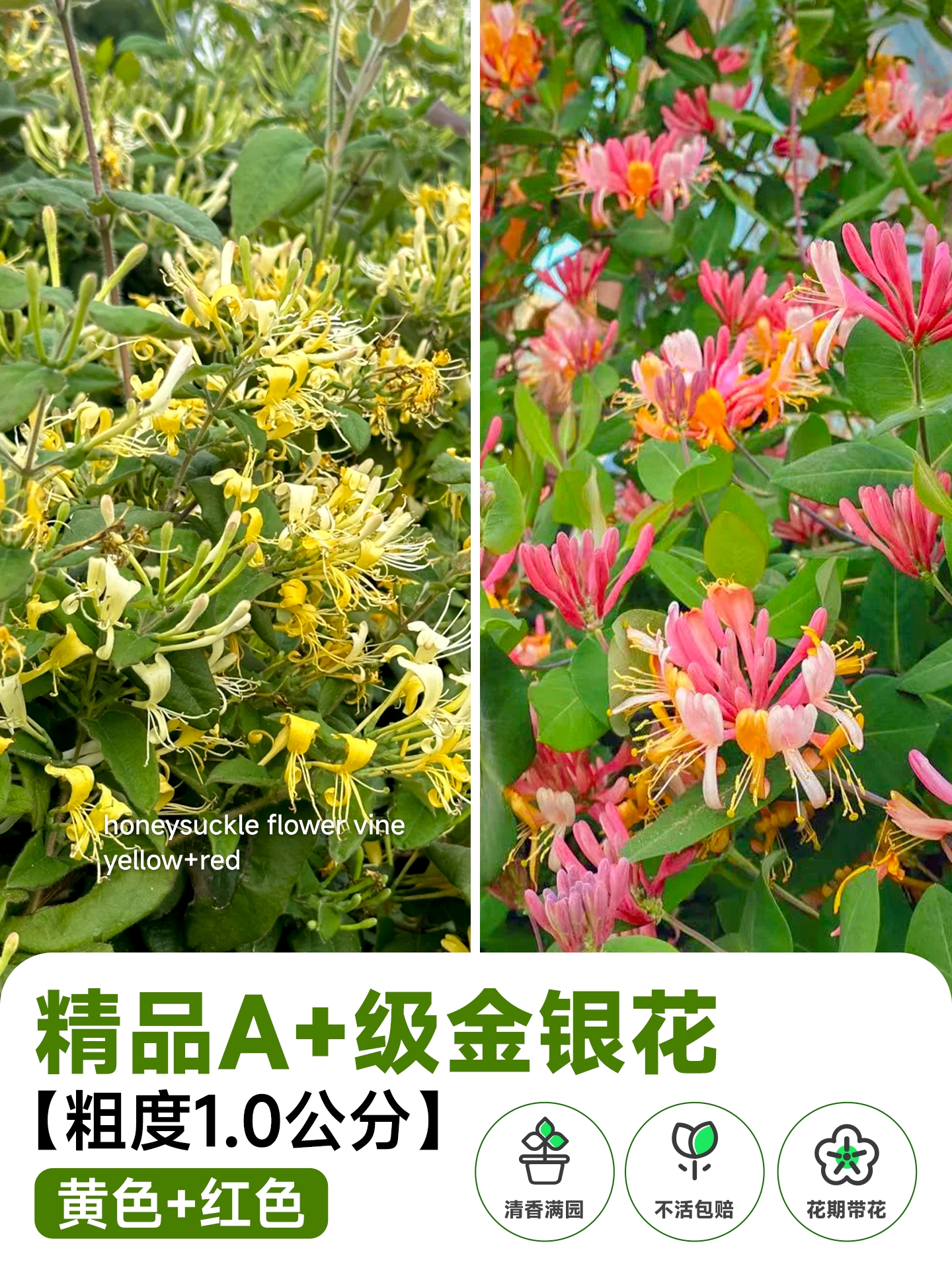 Honeysuckly flower vine - Image 6