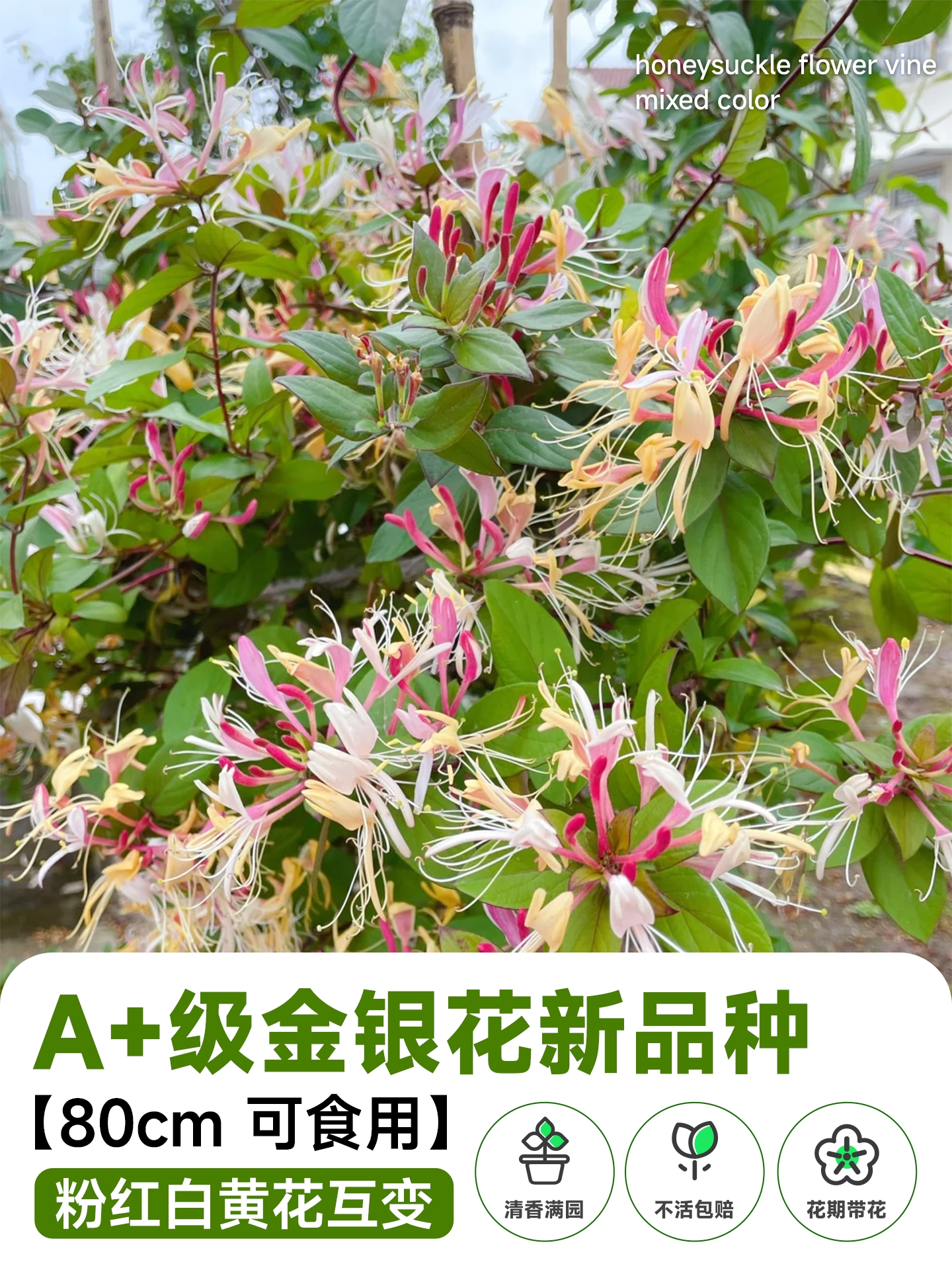 Honeysuckly flower vine - Image 5