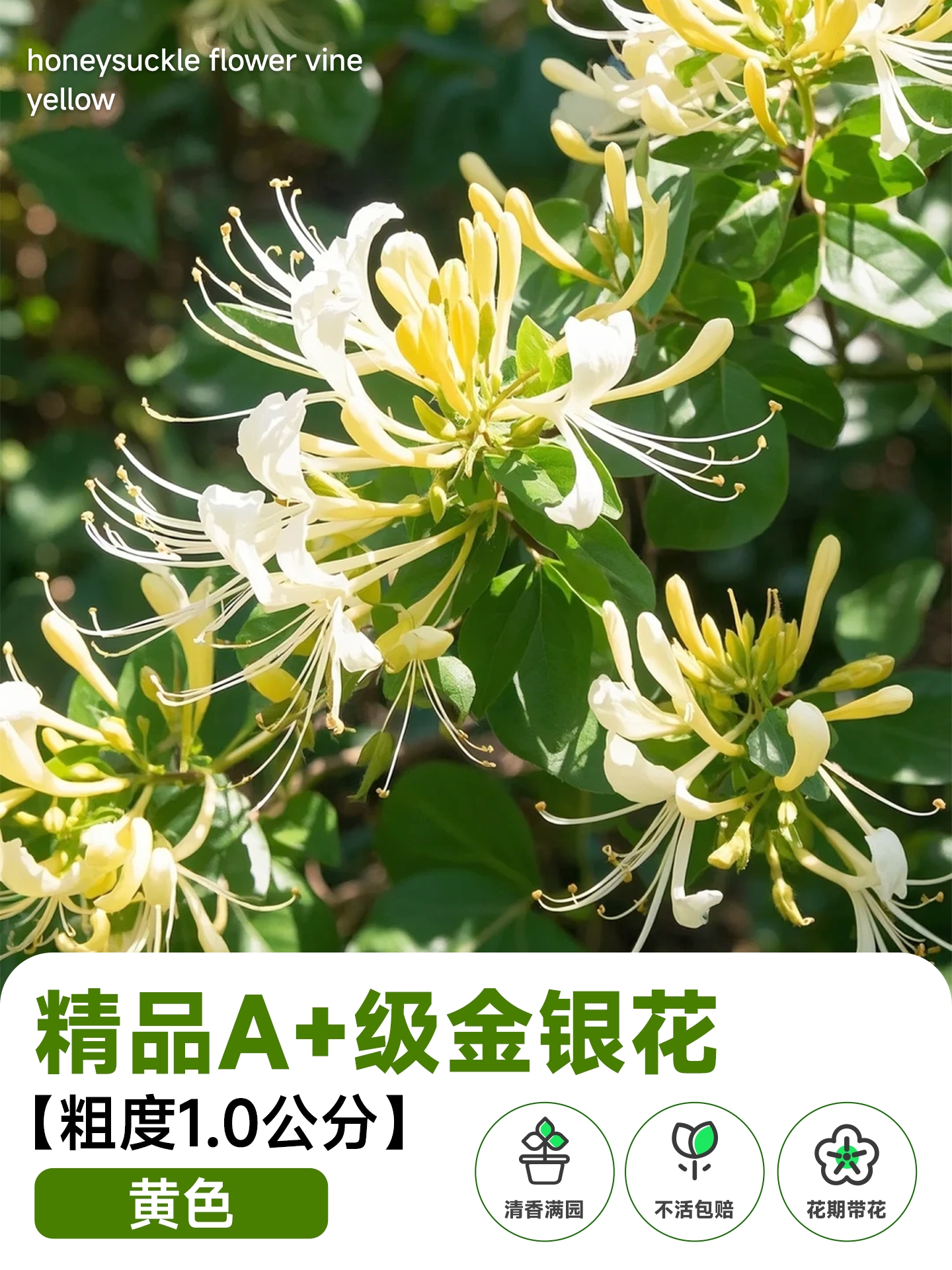 Honeysuckly flower vine - Image 4