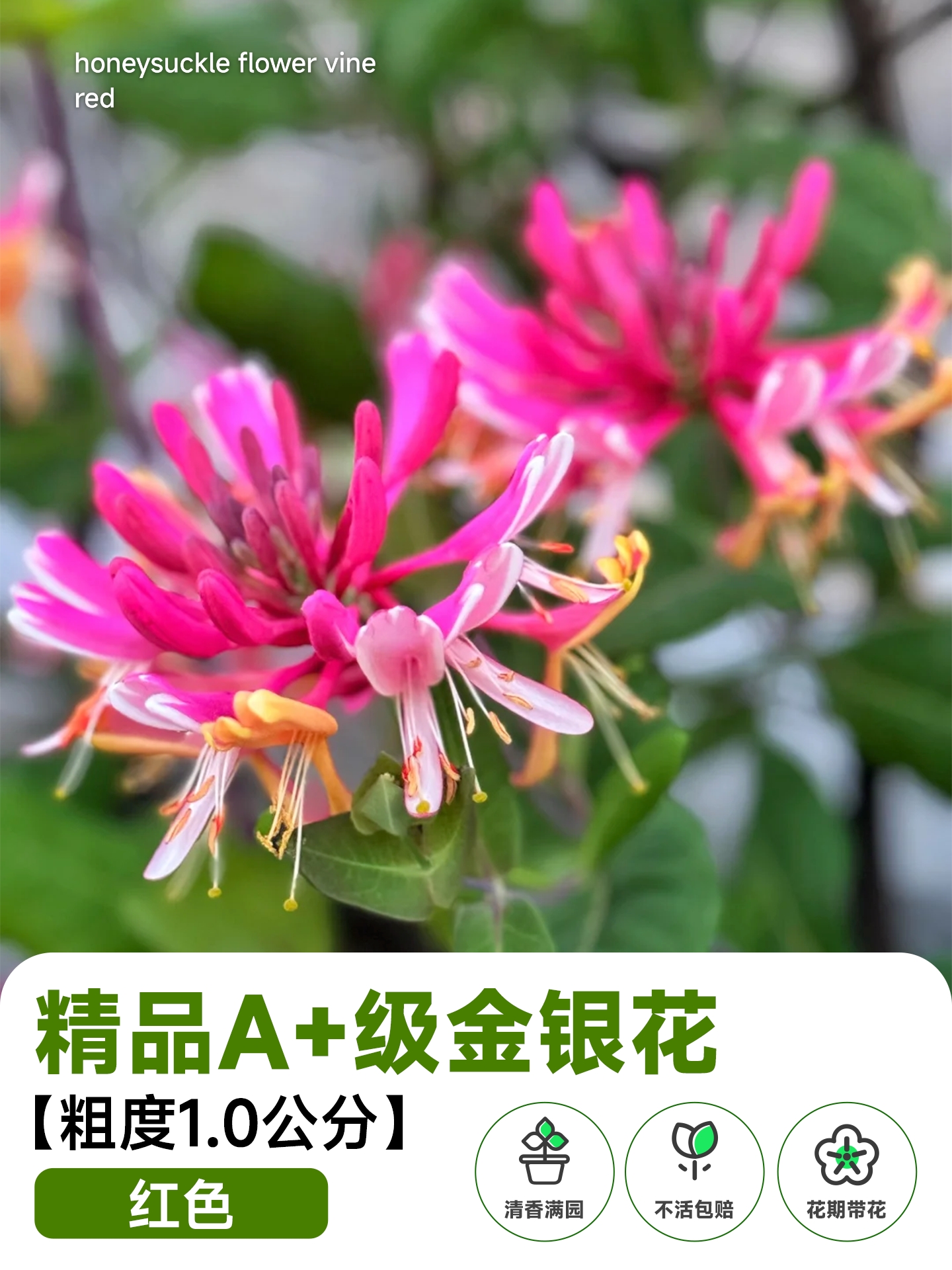 Honeysuckly flower vine - Image 3