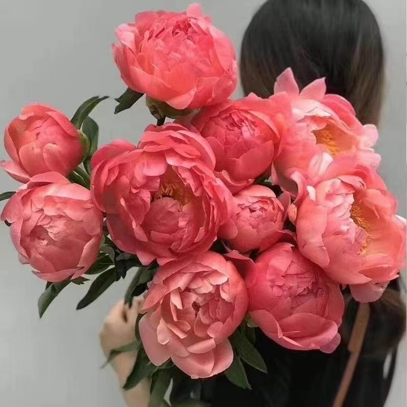 Fresh-cut-Chinese peony - Image 17