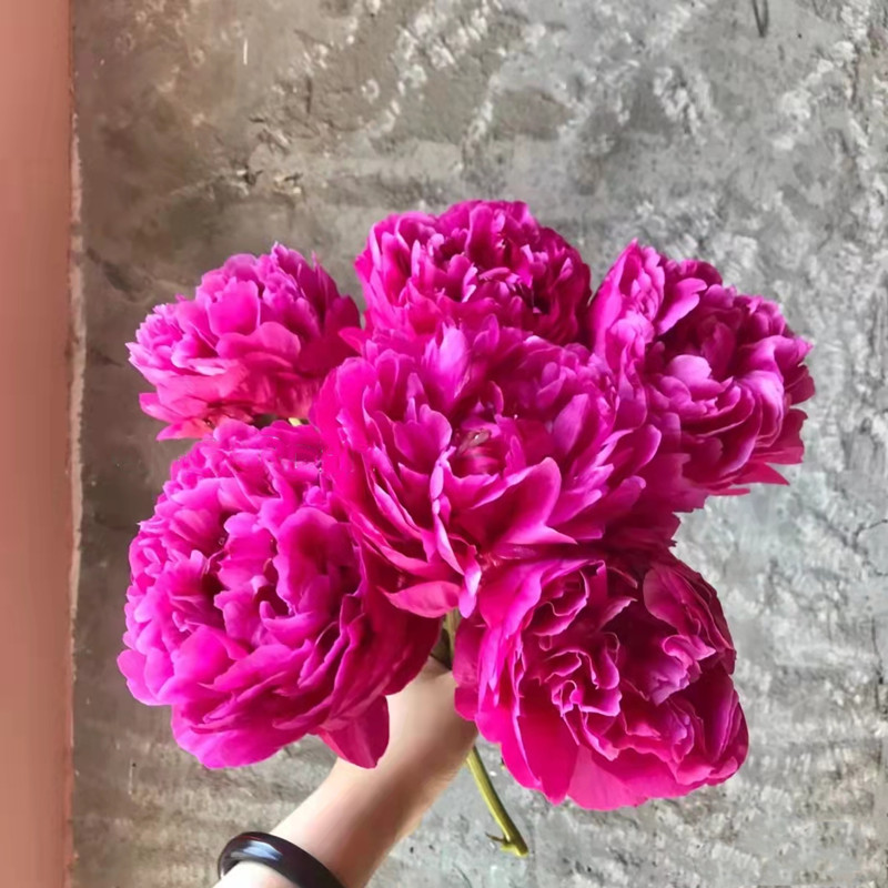 Fresh-cut-Chinese peony - Image 8