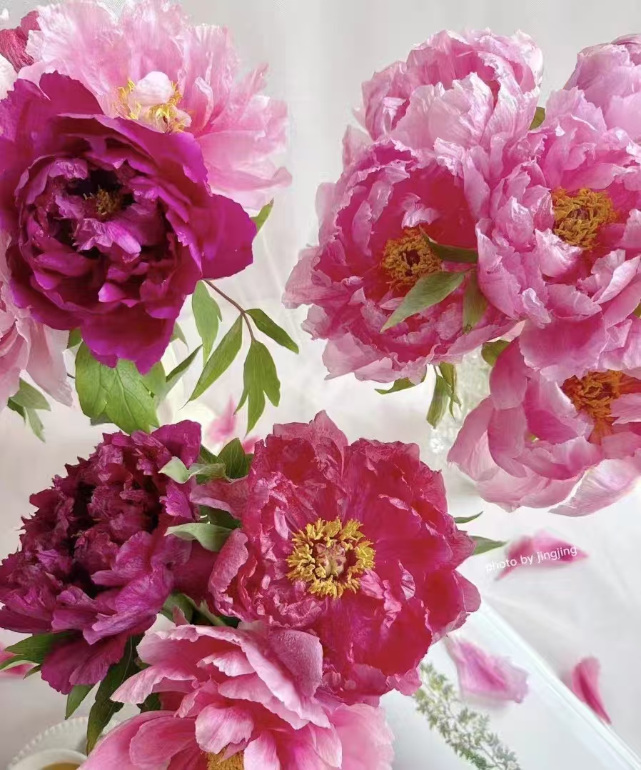 Fresh-cut-Chinese peony - Image 6