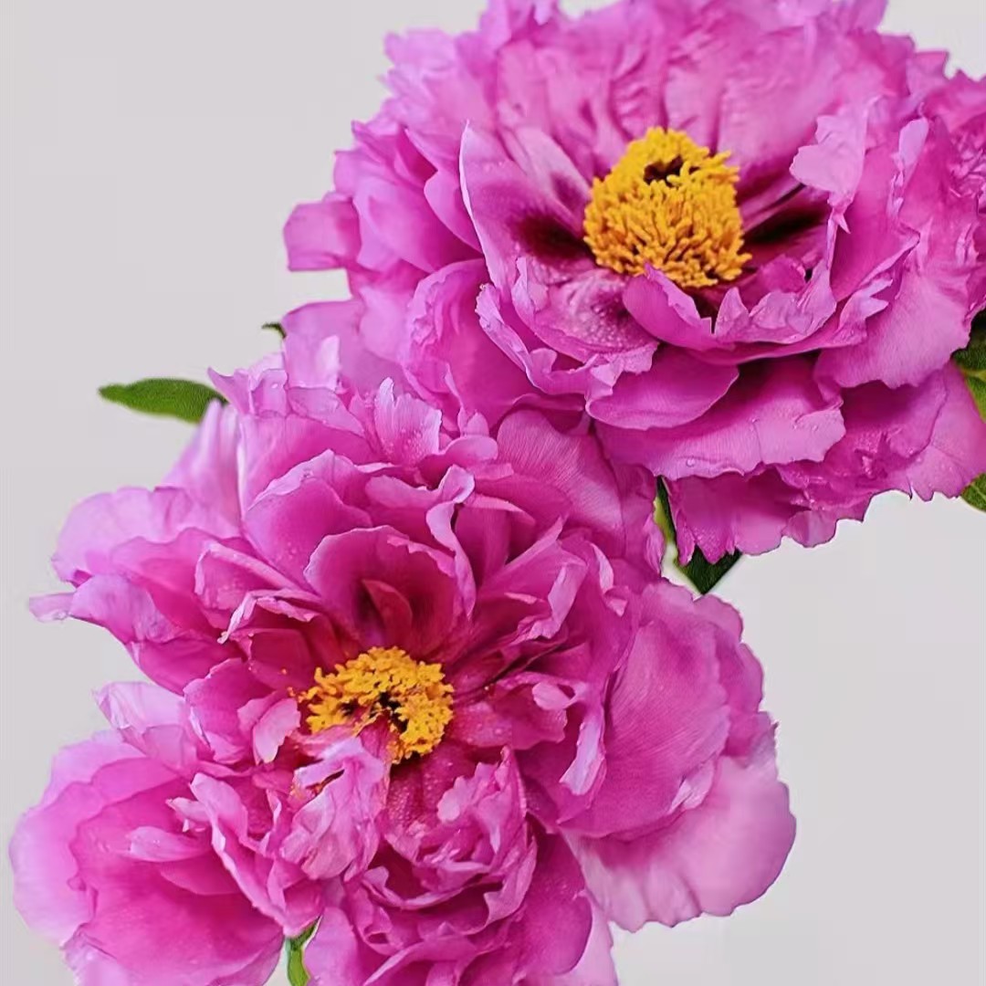 Fresh-cut-Chinese peony - Image 5