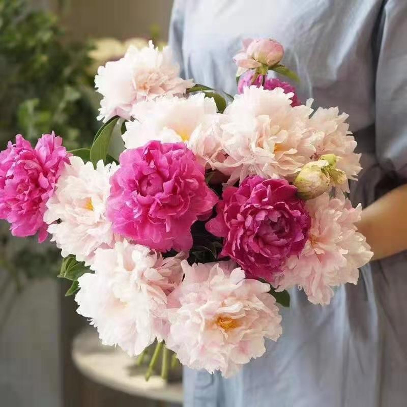 Fresh-cut-Chinese peony - Image 13