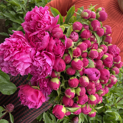 Fresh-cut-Chinese peony - Image 16