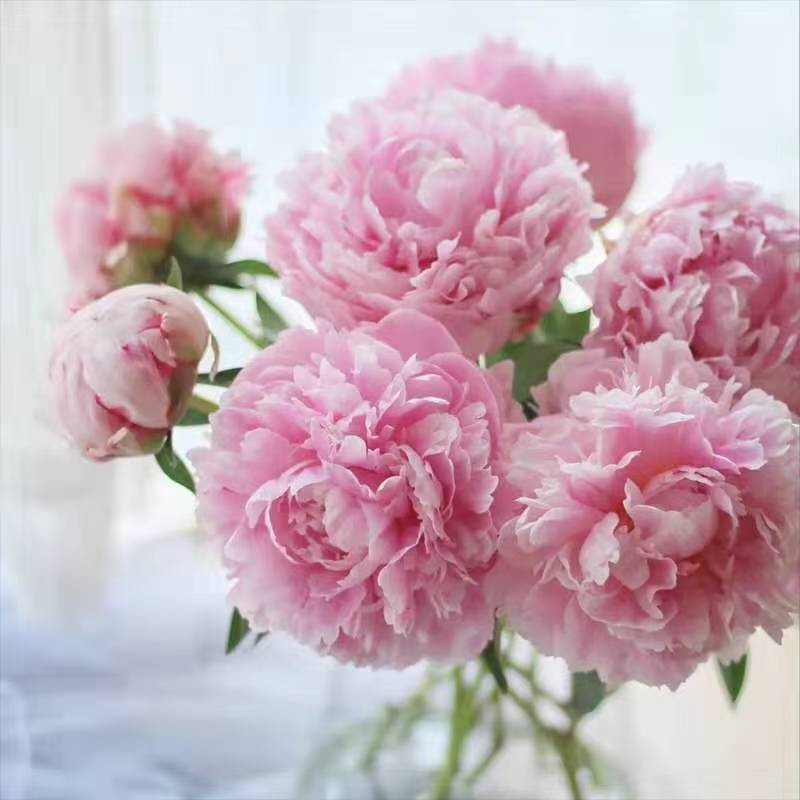 Fresh-cut-Chinese peony - Image 15