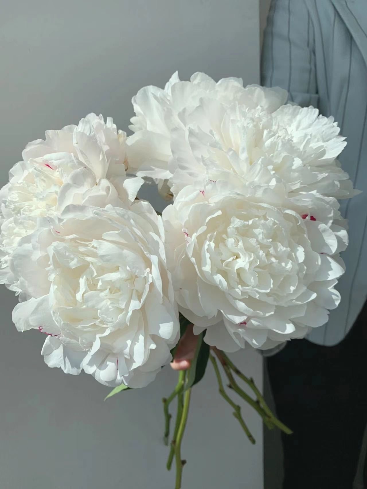 Fresh-cut-Chinese peony - Image 10