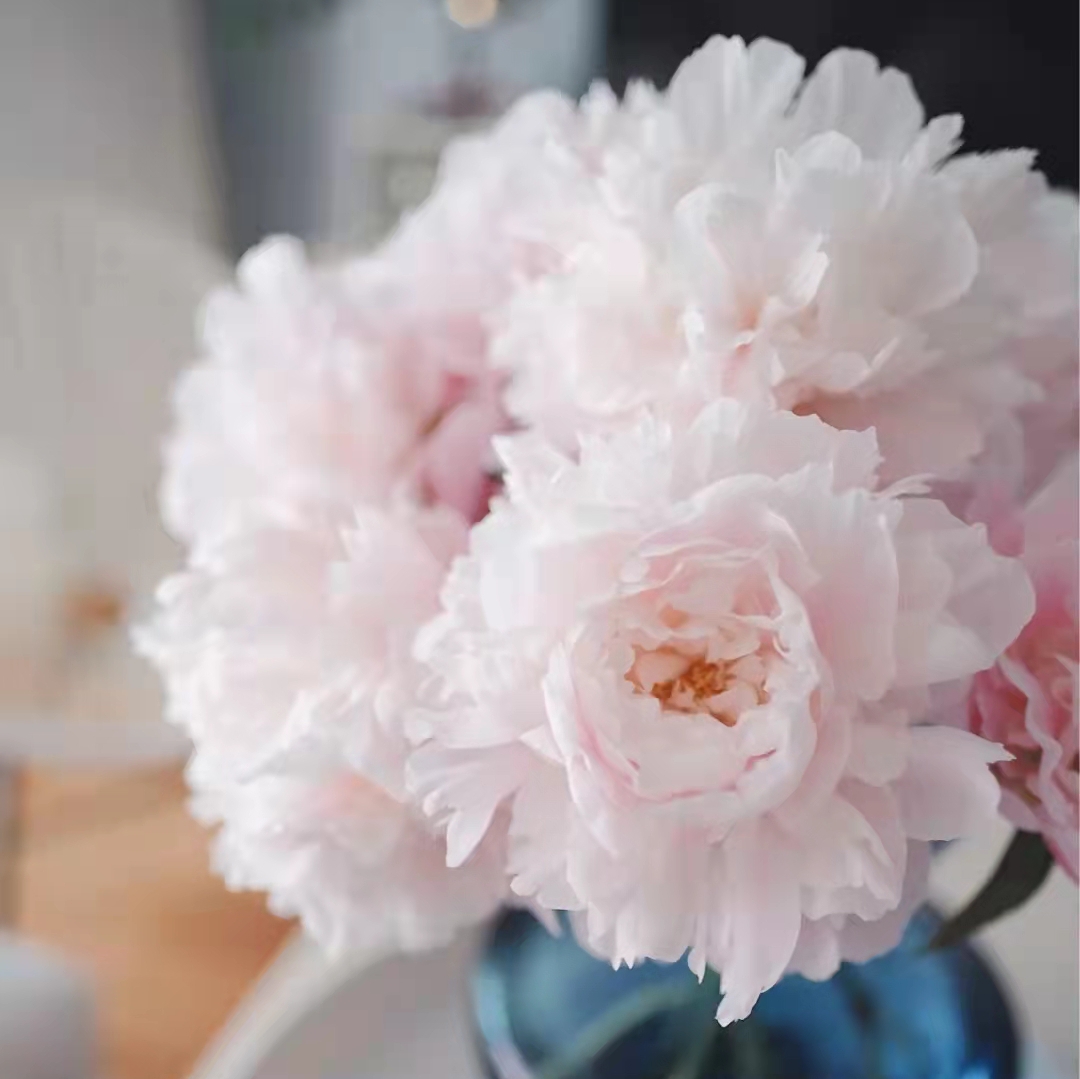 Fresh-cut-Chinese peony - Image 9