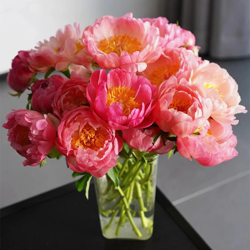 Fresh-cut-Chinese peony