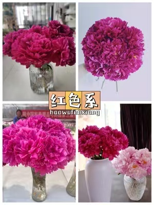 Fresh-cut-Chinese peony - Image 4