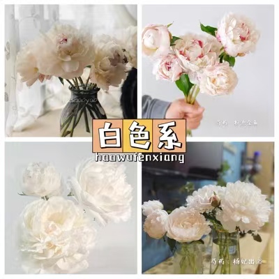 Fresh-cut-Chinese peony - Image 2