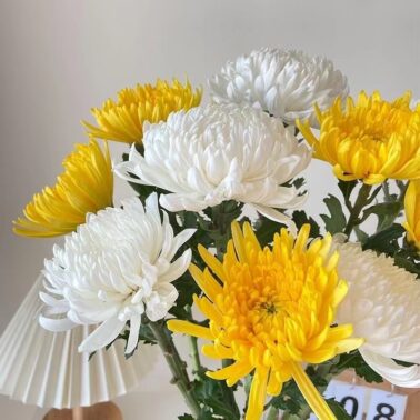 Fresh-cut-chrysanthemum