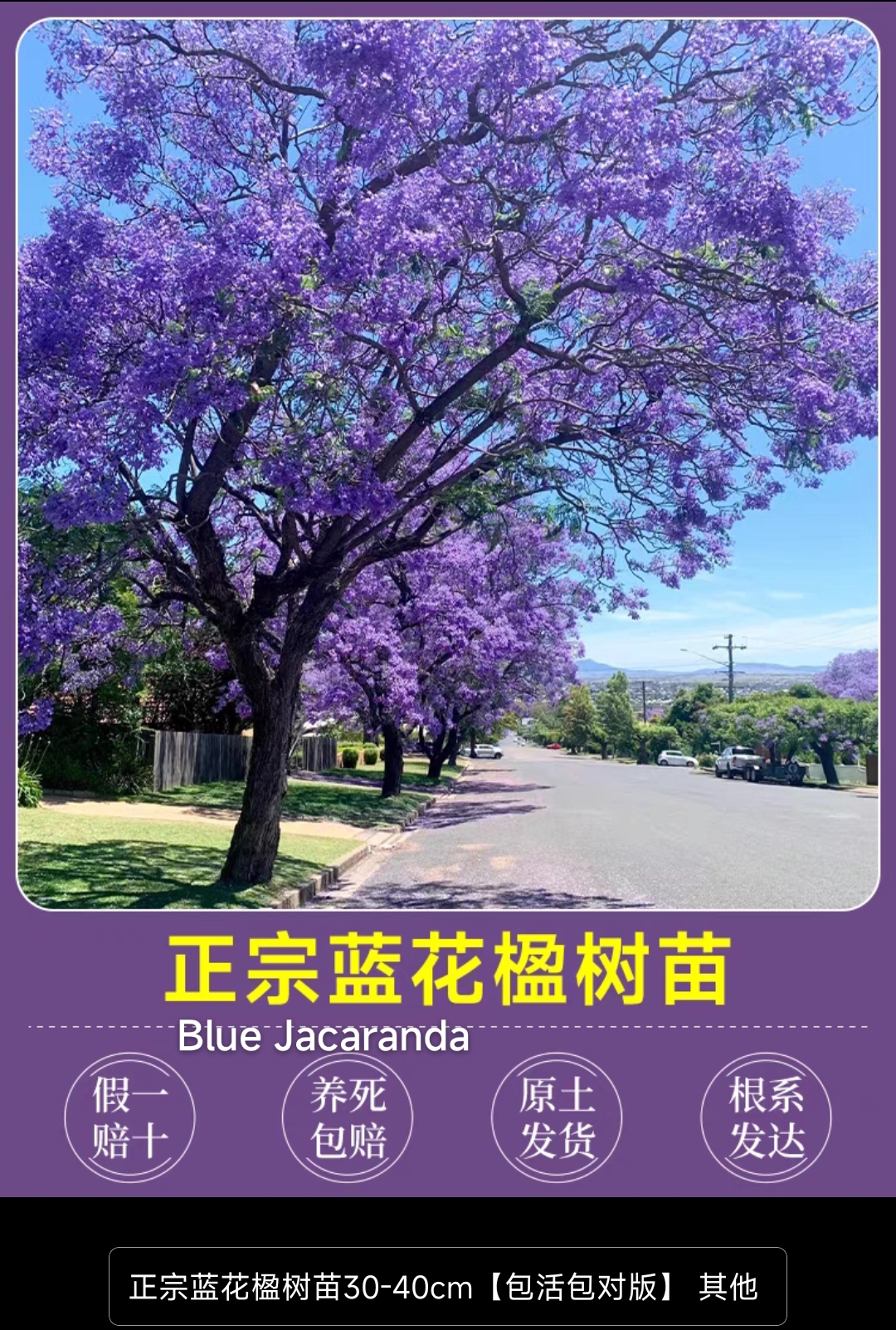 Blue Jacaranda - Image 3