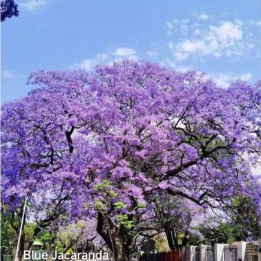 Blue Jacaranda