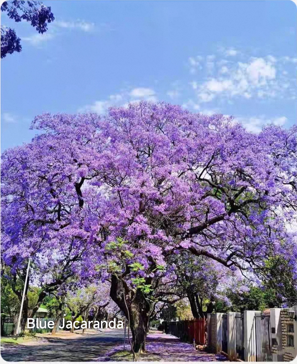 Blue Jacaranda