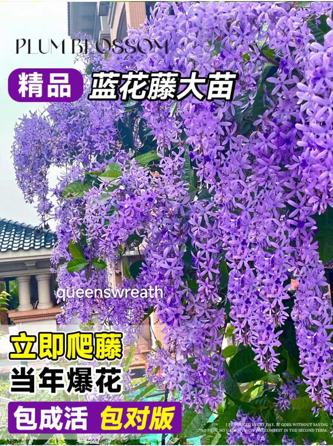 Queen swreath - Image 4