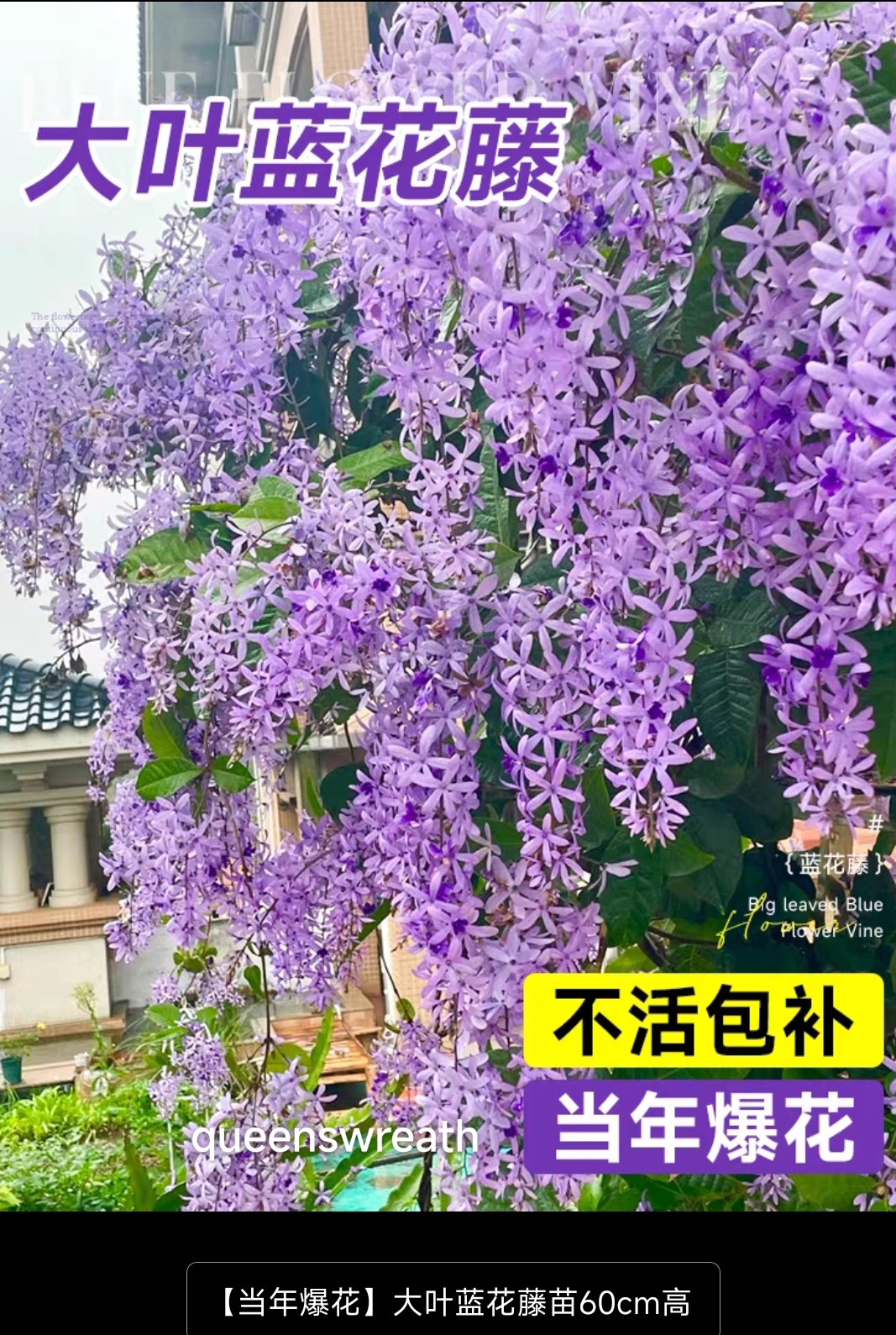 Queen swreath - Image 2