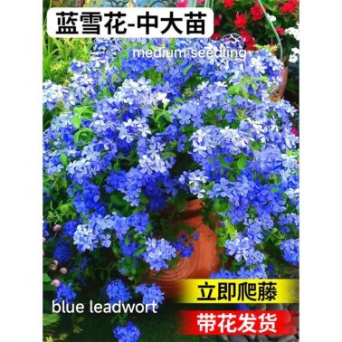 Leadwort