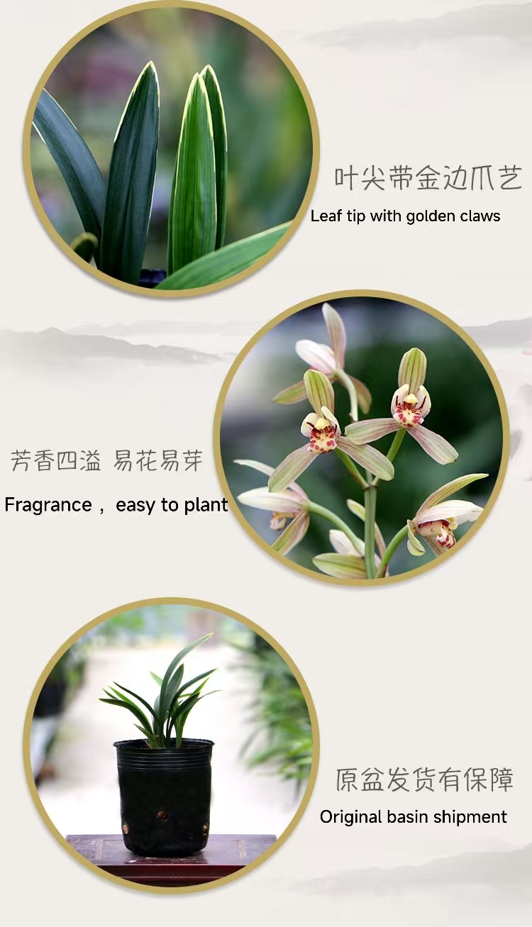 How to take care of orchids in summer? Avoid these pitfalls and the leaves will be shiny and the roots won’t rot.