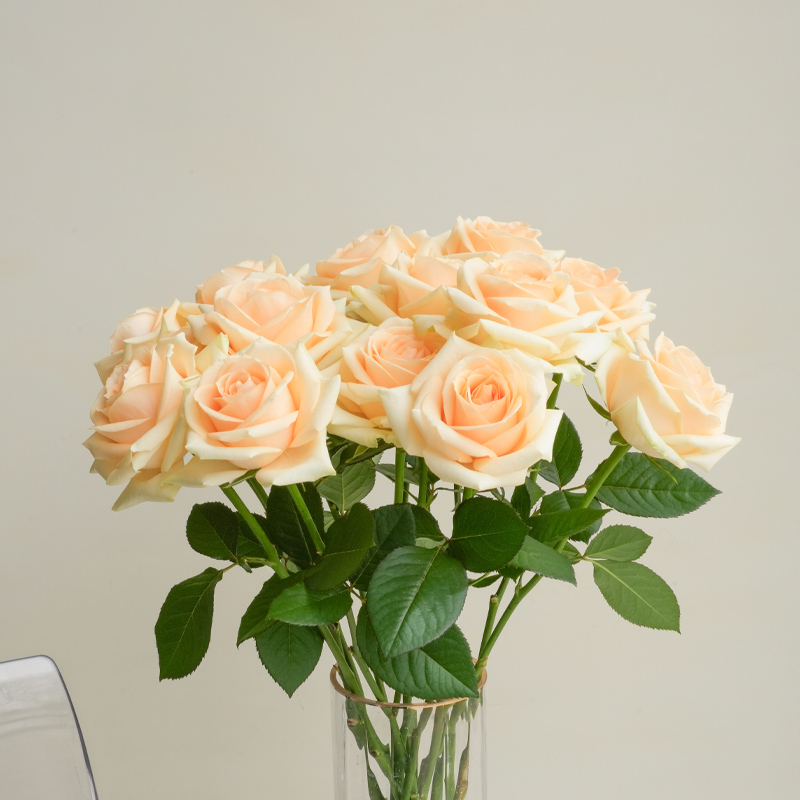 Autumn Gardening Must-Have List! 14 Divine Plants, Plant Them Now and You’ll Get a Healing Garden!